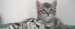 header_kittens.jpg